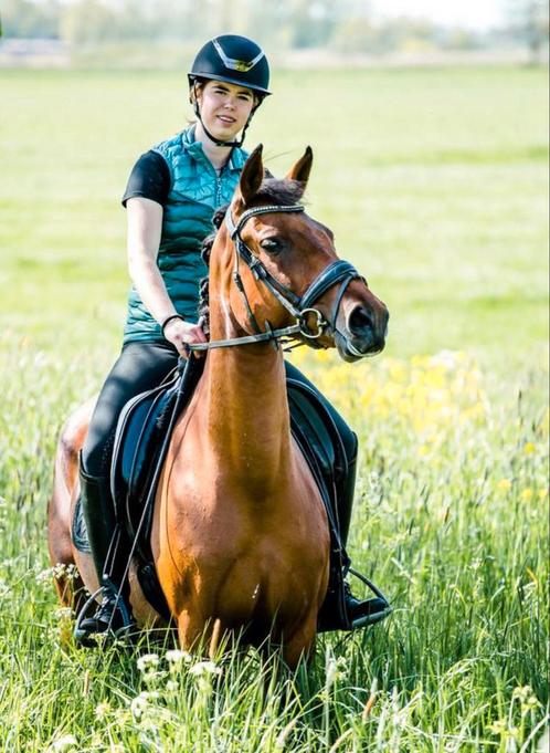 Knappe kwaliteitsvolle D pony, Dieren en Toebehoren, Pony's, Merrie, L, D pony (1.37m tot 1.48m), Dressuurpony, 7 tot 10 jaar