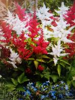 pluimspirea Astilbe in pot 3,00 euro P9 / 4,00 per plant P14, Overige soorten, Volle zon, Vaste plant, Ophalen of Verzenden