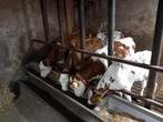 Blauwe en fleckvieh vaars kalveren van de Melk af, Dieren en Toebehoren, Vrouwelijk, 0 tot 2 jaar