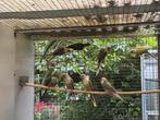 Te koop: Pyrrhura’s, Dieren en Toebehoren, Vogels | Parkieten en Papegaaien, Meerdere dieren, Parkiet