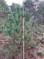 Zwarte Dennen, Oostenrijkse Dennen, Pinus Nigra Nigra, Tuin en Terras, Planten | Bomen, Bloeit niet, Overige soorten, 100 tot 250 cm