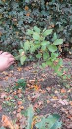 Fothergilla Major ( Flessenborstelstruik), Ophalen, Vaste plant, Overige soorten, Halfschaduw
