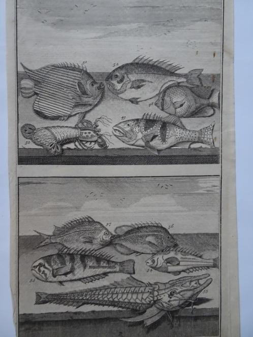 2 etsen tropische vissen nr 5 met kreeft, Azie Elliger 1724, Antiek en Kunst, Kunst | Etsen en Gravures, Verzenden