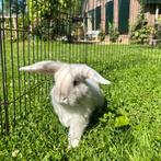 Vakantieopvang konijnen ❤️🐰 Veel ervaring!, Dieren en Toebehoren, Meerdere dieren, Klein