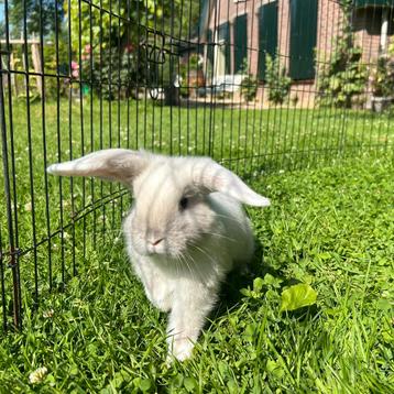 Vakantieopvang konijnen ❤️🐰 Veel ervaring! beschikbaar voor biedingen