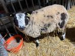 Bonte ram, Dieren en Toebehoren, Schapen, Geiten en Varkens, Mannelijk, Schaap, 0 tot 2 jaar