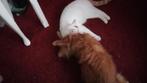 BELONING!! Wie heeft mijn kat Tommie gezien???, Dieren en Toebehoren, Vermiste en Gevonden Dieren, Kat