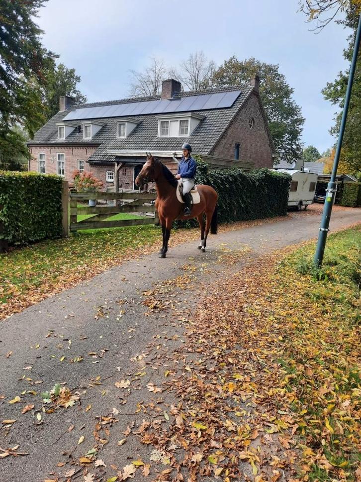Springpaard Atoucha Z 5 jaar, Dieren en Toebehoren, Paarden, Merrie, B, 160 tot 165 cm, 3 tot 6 jaar, Springpaard, Met stamboom