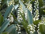 **ACTIE** Prunus otto supreme, laurier struiken, Ophalen of Verzenden, Laurier, Struik, Minder dan 100 cm