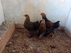 Brahma kippen., Dieren en Toebehoren, Meerdere dieren, Kip