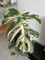 Monstera albo variegata stekje, Huis en Inrichting, Kamerplanten, Ophalen of Verzenden, Overige soorten, Minder dan 100 cm