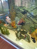 Diverse vissen te koop, Dieren en Toebehoren, Vis