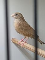 Gezocht bandvinken poppen., Vrouwelijk, Tropenvogel, Geringd