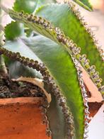 stekjes Mother of Thousands, Ophalen, Halfschaduw, Minder dan 100 cm