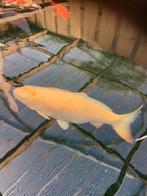 Big karashi heel groot ruim 100 cm  konichi, Karper of Koi