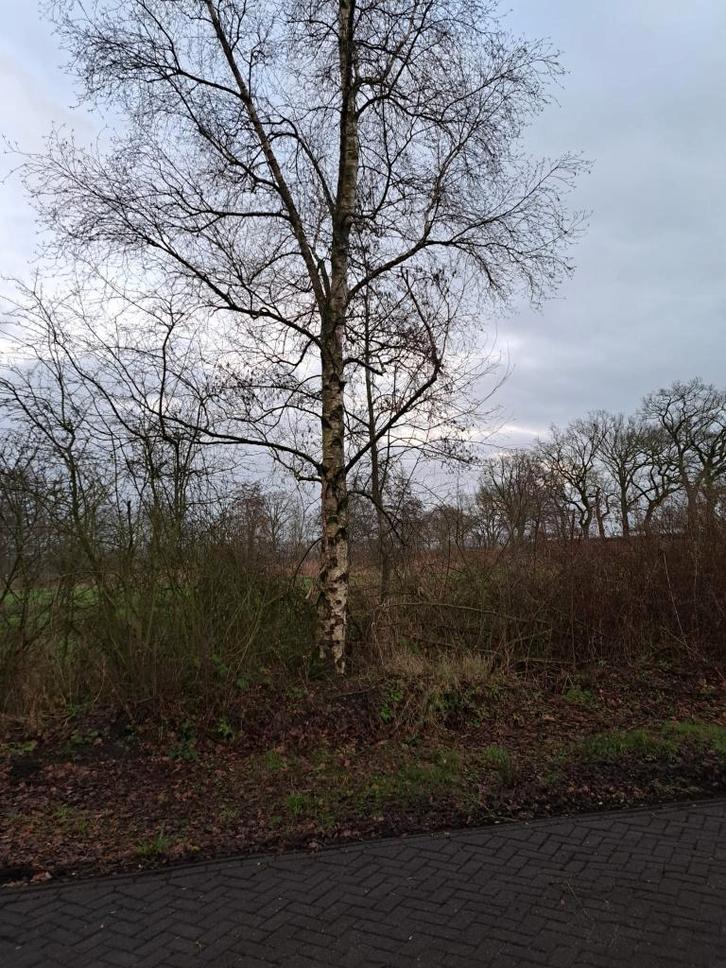 Voor de zelfzager: 8–9 bomen (berk, els en es), Tuin en Terras, Haardhout, Minder dan 3 m³, Ophalen