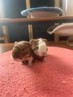 Diverse cavia koppels, Dieren en Toebehoren, Knaagdieren, Cavia, Meerdere dieren, Tam, Oktober