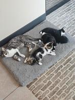 Nog 2 prachtige kittens mogen vanaf 8 september weg., Dieren en Toebehoren, Katten en Kittens | Overige Katten, Meerdere dieren