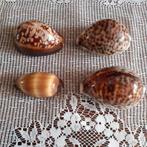 Vier cowrie schelpen Cypraea Mauritiana Talpa 6- 8 cm groot, Verzamelen, Mineralen en Fossielen, Ophalen of Verzenden, Schelp(en)