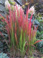 sier gras o.a. lampenpoetsersgras, liriope, Japans bloedgras, Ophalen, Bloeit niet, Siergrassen, Volle zon