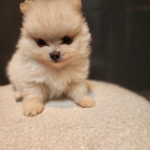 Dwergkees  / pomeriaan, Dieren en Toebehoren, Honden | Poolhonden, Keeshonden en Oertypen, Meerdere dieren, Keeshond, Particulier