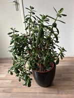 Crassula/ geldboom/ jade plant met bloempot, Minder dan 100 cm, Halfschaduw, In pot, Ophalen