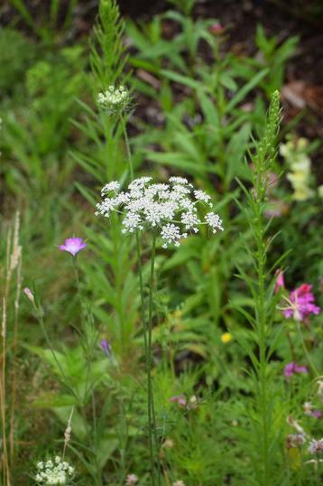Kantbloem Ammi Majus beschikbaar voor biedingen