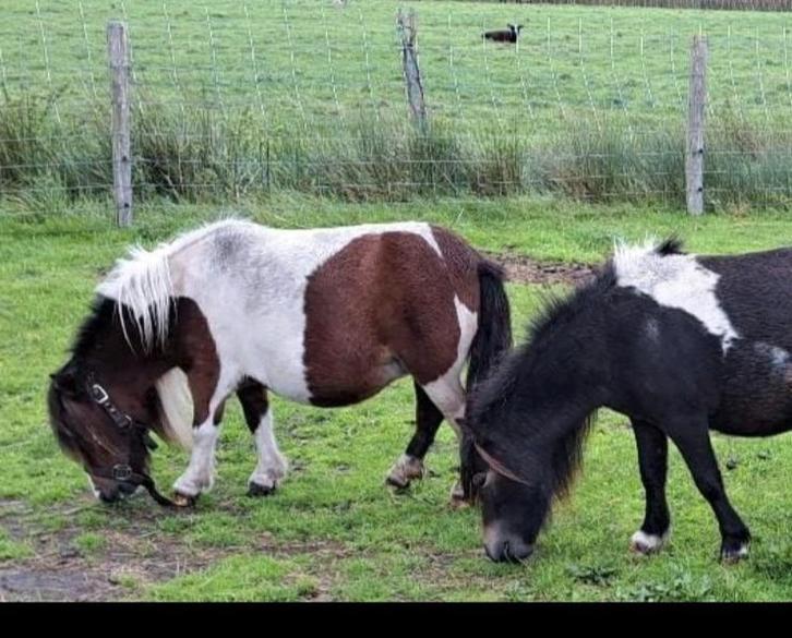 2 fokmerries mini shetlander, Dieren en Toebehoren, Paarden en Pony's | Dekhengsten en Fokmerries, Merrie