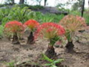 Caudex Boophane Disticha uit Zuid Afrika in 13 cm pot beschikbaar voor biedingen