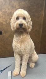 Aankondiging nestje medium labradoodles, Dieren en Toebehoren, Overige rassen, 8 tot 15 weken, Meerdere, Meerdere dieren