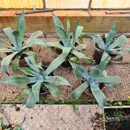 Agave plant, Volle zon, Vaste plant, Bloeit niet, Ophalen