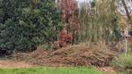 Gratis boomtakken — Free Tree Branches, Minder dan 3 m³, Ophalen, Takken
