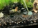 Wildkleur Neocardina Garnalen, Dieren en Toebehoren, Vissen | Aquariumvissen, Kreeft, Krab of Garnaal