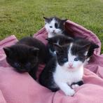 Te koop 5 lieve kittens, Dieren en Toebehoren, Katten en Kittens | Overige Katten, Meerdere dieren