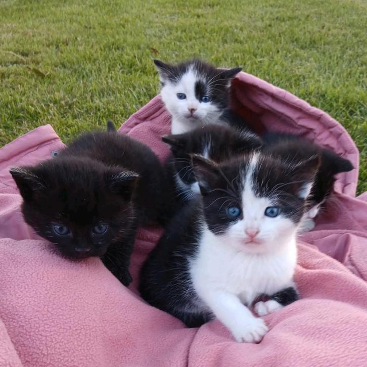 Te koop 5 lieve kittens, Dieren en Toebehoren, Katten en Kittens | Overige Katten, Meerdere dieren