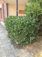 XXL vierkant Laurierstruik Laurierkers Laurier struik plant, Ophalen, Laurier, Struik, 100 tot 250 cm