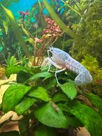 2 prachtige blauwe florida kreeften, Kreeft, Krab of Garnaal, Zoetwatervis