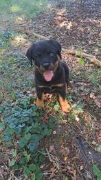 Rottweiler pups mogen naar nieuw huisje, Dieren en Toebehoren, Rabiës (hondsdolheid), 8 tot 15 weken, Groot, Meerdere