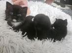 Vier zwarte kittens nieuwe huis zoeken, Dieren en Toebehoren, Katten en Kittens | Overige Katten, Meerdere dieren, Kortharig, 0 tot 2 jaar