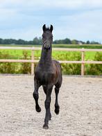 Fries hengstveulen, Dieren en Toebehoren, Paarden, Minder dan 160 cm, Niet van toepassing, Dressuurpaard, 0 tot 2 jaar