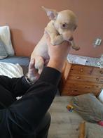 Mooie chihuahua’s, 8 tot 15 weken, Meerdere, Meerdere dieren, Chihuahua