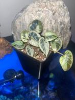 Begonia Burkillii silver edge form, Ophalen of Verzenden, Halfschaduw, Minder dan 100 cm