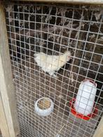 Haantjes zijdehoen., Dieren en Toebehoren, Pluimvee, Mannelijk, Kip