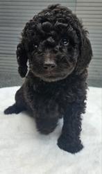Te koop mooie choco dwerg poedel pups, Dieren en Toebehoren, Poedel, CDV (hondenziekte), 8 tot 15 weken, Meerdere