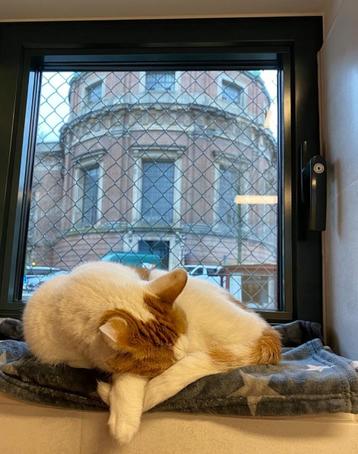 katten helpen beschikbaar voor biedingen
