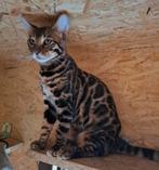 Bengaalse kitten. Er is nog maar één kitten over!, Dieren en Toebehoren, Katten en Kittens | Raskatten | Korthaar, Meerdere dieren