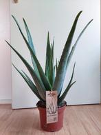 XL Aloe Vera ‘Barbadensis’ - Aloë Vera / Vetplant H: 65 cm., Ophalen, Vetplant, Halfschaduw, Minder dan 100 cm