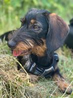 Teckel Soof 1,3 jaar oud, Standaard, 1 tot 2 jaar, Teef, Eén hond