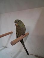 Jonge Blackface/ dun fallow., Dieren en Toebehoren, Meerdere dieren, Parkiet