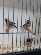 Spitsstaartamadines, Dieren en Toebehoren, Meerdere dieren, Tropenvogel